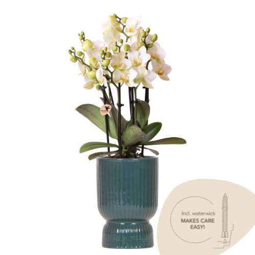 Kolibri Orchids | Witte Lausanne orchidee + groene Diabolo sierpot | incl. watergeeflont | potmaat Ø9cm | bloeiende kamerplant – vers van de kweker
