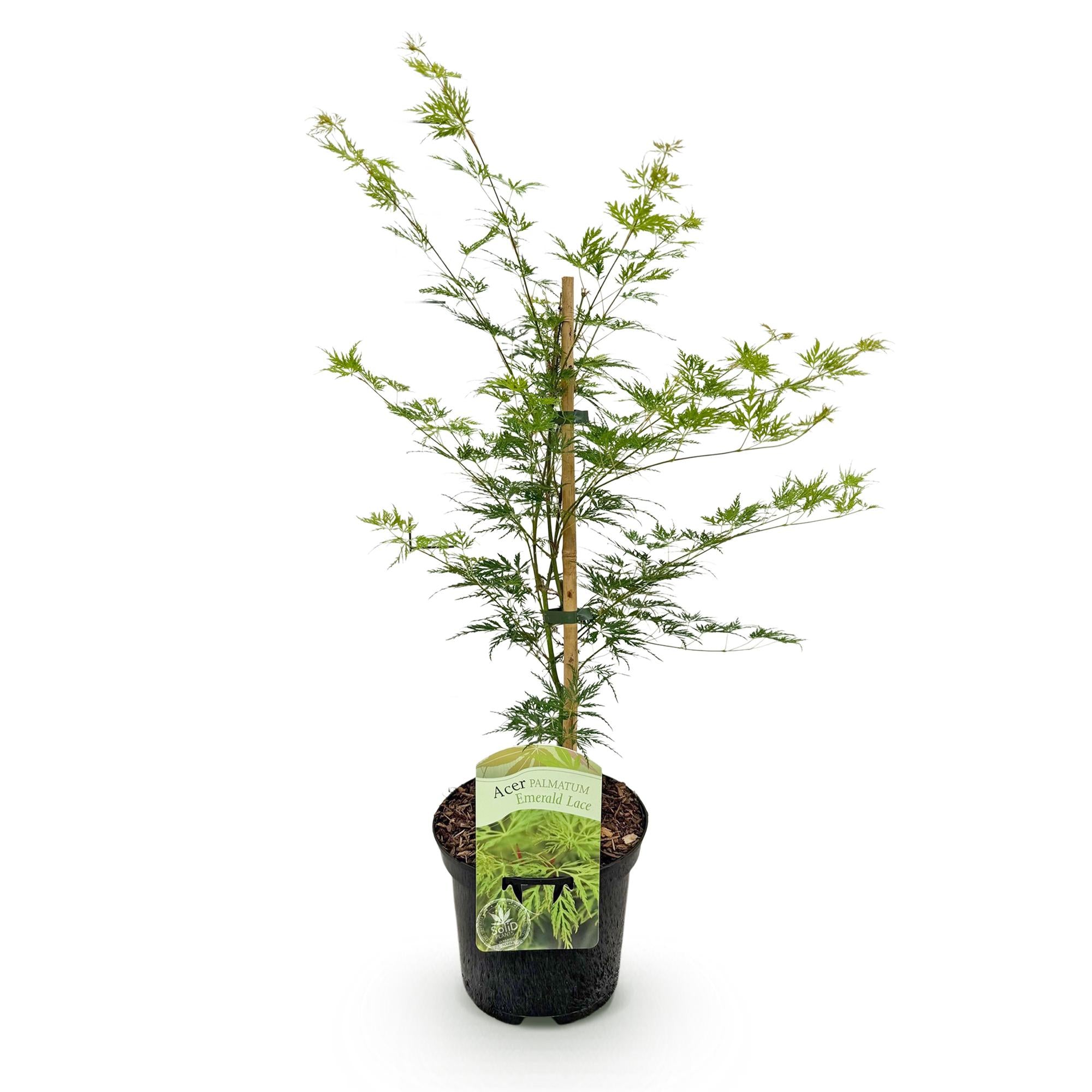 Green boutiQ - Terrassenpflanze - Japanischer Ahorn - Acer palmatum Emerald Lace - Grün - 1 Pflanze - Laubabwerfend - Topf 19cm Höhe 70cm
