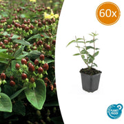 60x Hipérico inodorum 'Rheingold' - ↕10-25cm - Ø9cm