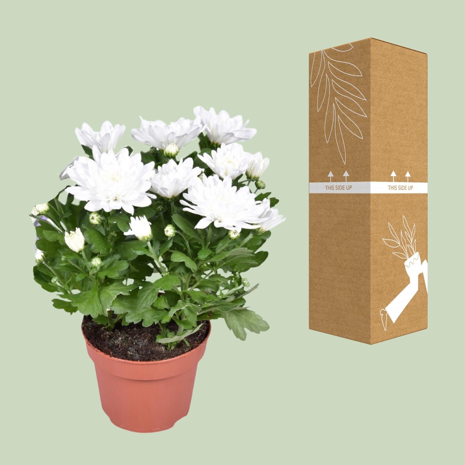 Crisantemo Brave - Ø12cm - ↕26cm