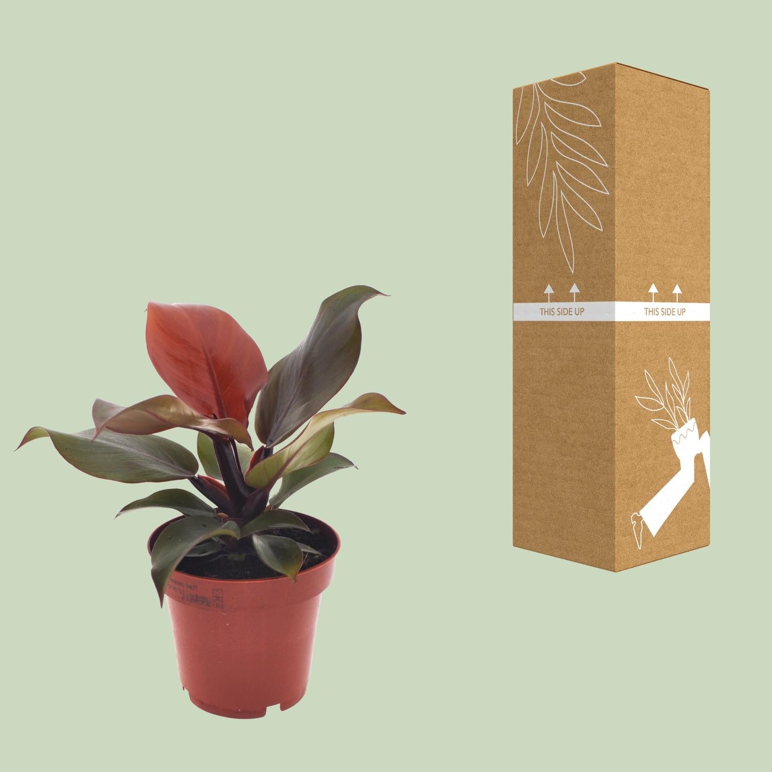 Philodendron Imperial Red - Ø 12 cm - ↕ 25 cm