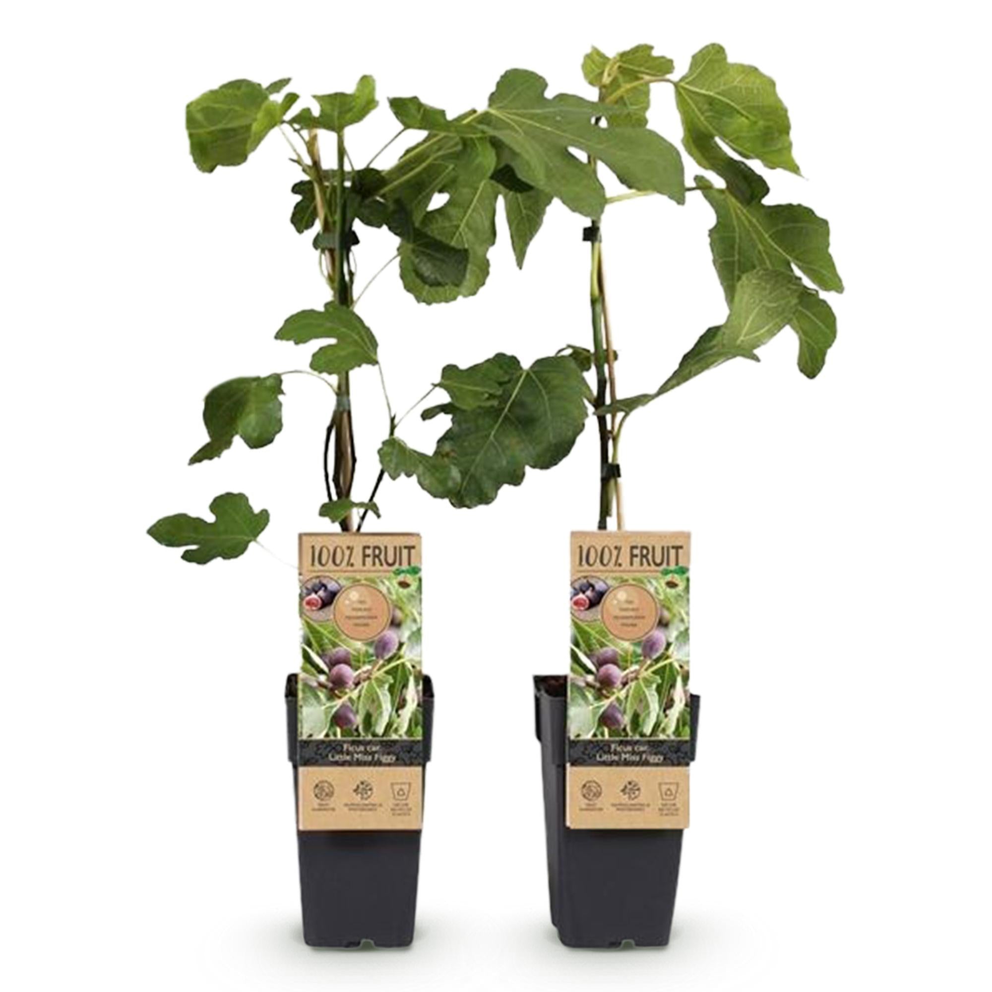 Green boutiQ - Obstpflanze - Feigenbaum - Ficus carica Little Miss Figgy - Rote Frucht - 2 Pflanzen - Topf 15cm Höhe 50cm