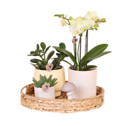 Kolibri Orchids | Set de regalo de Pascua grande | Plantas verdes con orquídeas Phalaenopsis amarillas en macetas decorativas amarillas Simplicity sobre un plato de bambú