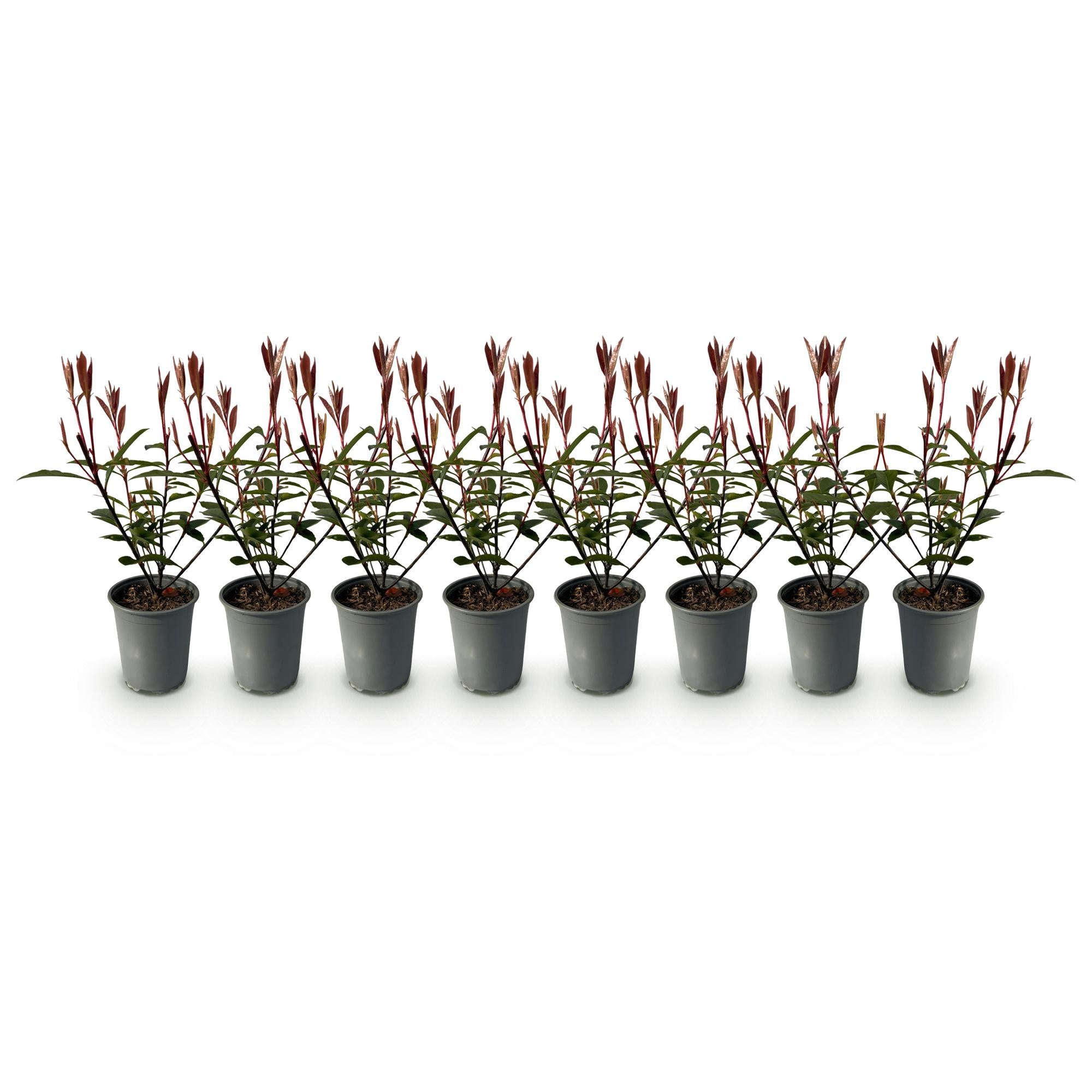 Photinia fraseri Carre Rouge - blad rood groen - 8 planten - 1 strekkende meter - groenblijvend - pot 9cm hoogte 30-35cm