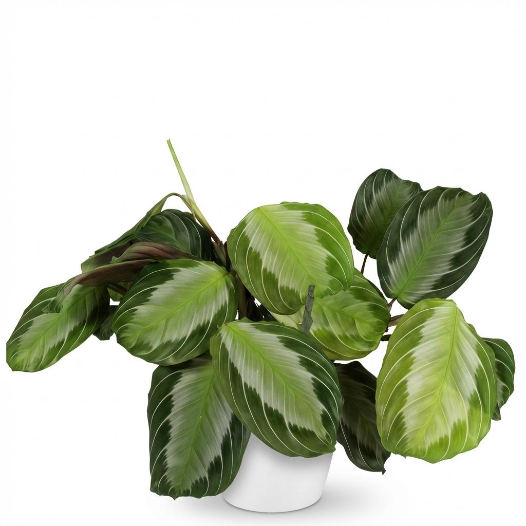 Maranta Fascinator Silverband - Gebedsplant - Huisdiervriendelijke Plant - Groen - 1 Plant - met Potter Wit - Pot 12cm - Hoogte 25cm