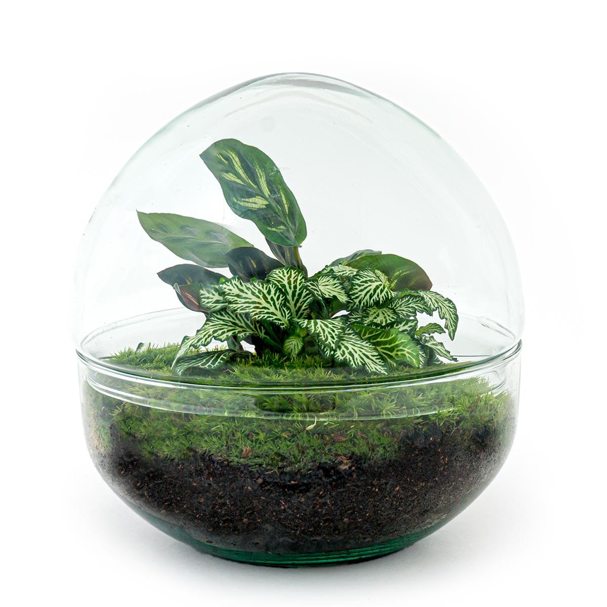 Terrario fai da te - Cupola - ↕ 20 cm - Rastrello + Pala + Pinzetta