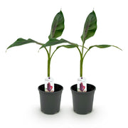 Bananen plant - Musa sikkemensis Red Tiger - Winterhard - 2 planten - Pot 17cm Hoogte 40cm