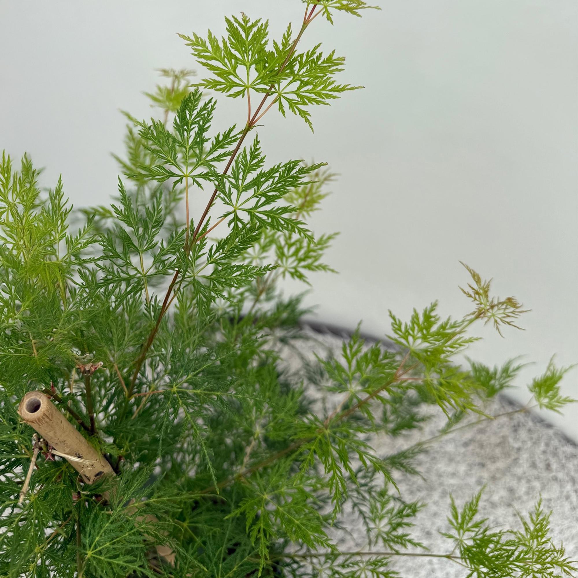 Green boutiQ - Pianta da patio - Acero giapponese - Acer palmatum Emerald Lace - Verde - 2 piante - Decidua - Vaso 19 cm Altezza 70 cm