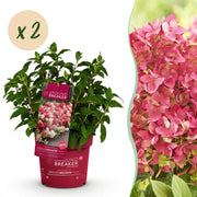 Hydrangea panniculata Groundbreaker Ruby - Pluimhortensia - Winterhard - Rood - 2 Planten - Pot 14cm -Hoogte 20-25cm