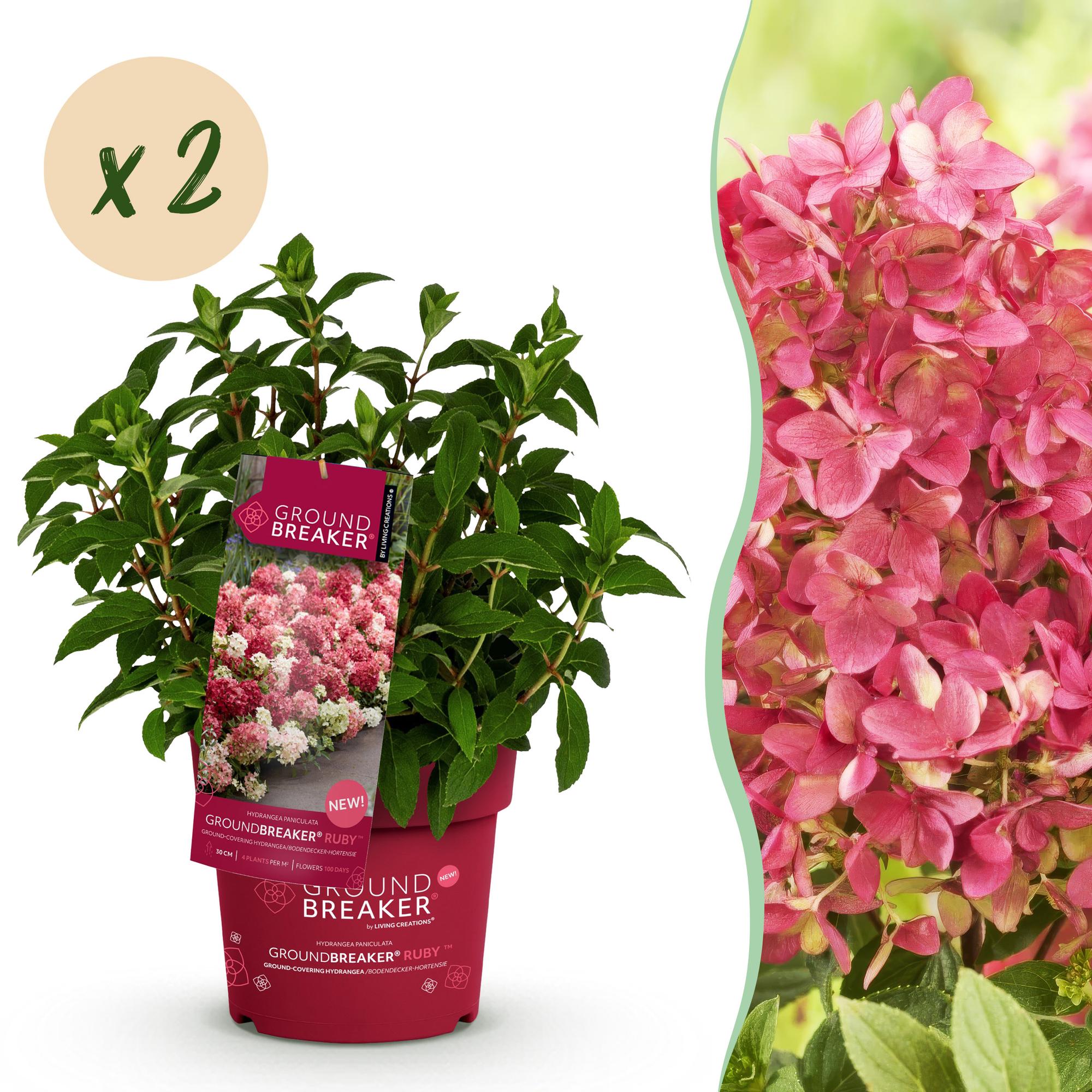 Hydrangea panniculata Groundbreaker Ruby - Pluimhortensia - Winterhard - Rood - 2 Planten - Pot 14cm -Hoogte 20-25cm