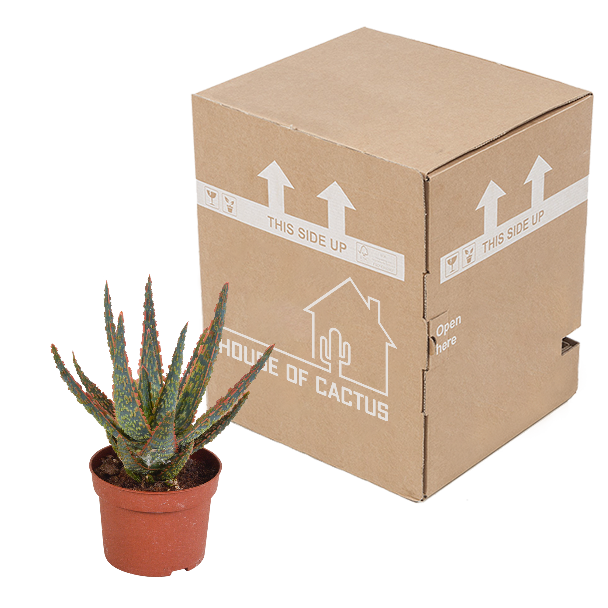 Aloe zebrina Dannyz 10.5cm - without pot