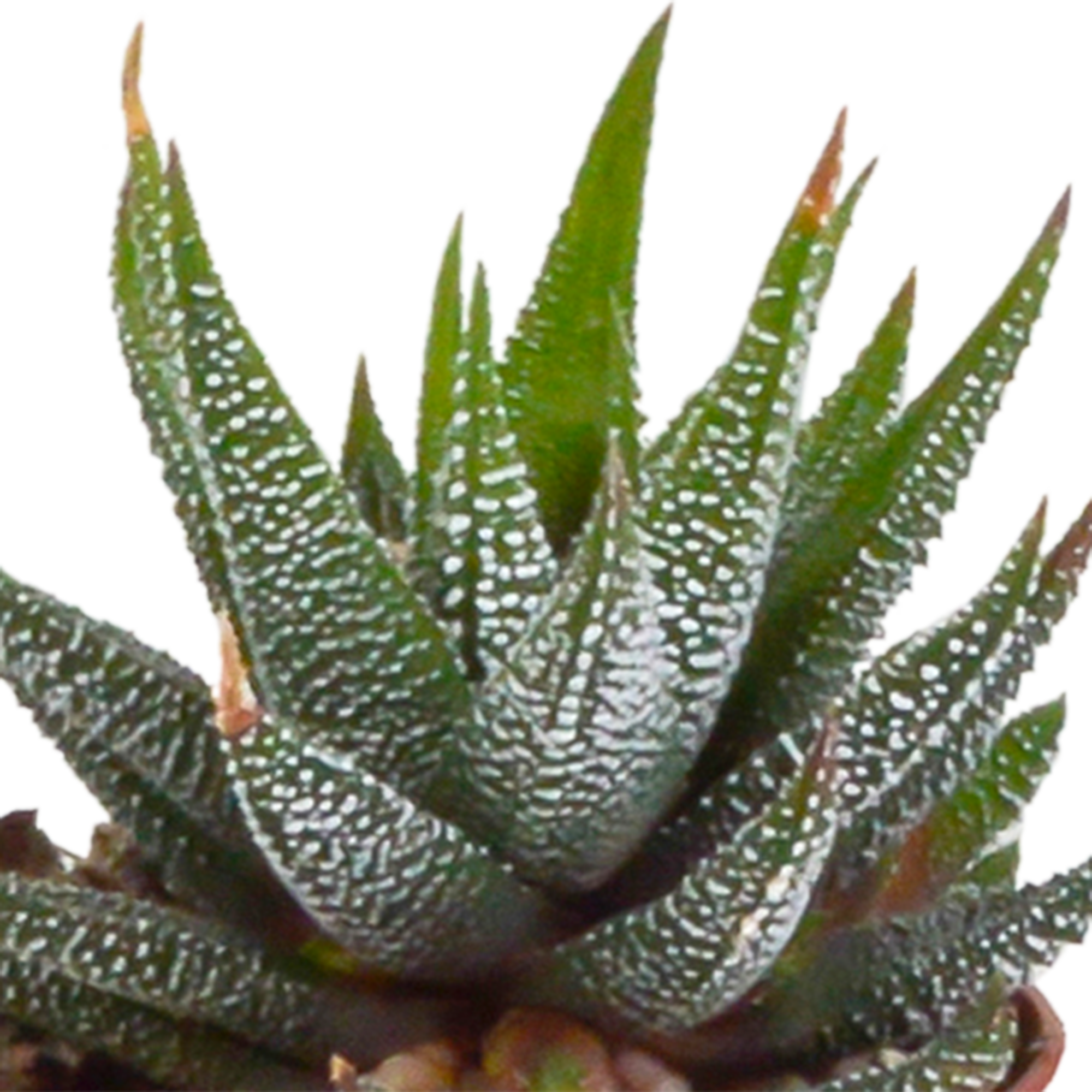 Gasteria/Haworthia mix 5,5cm - in witte pot - 5x