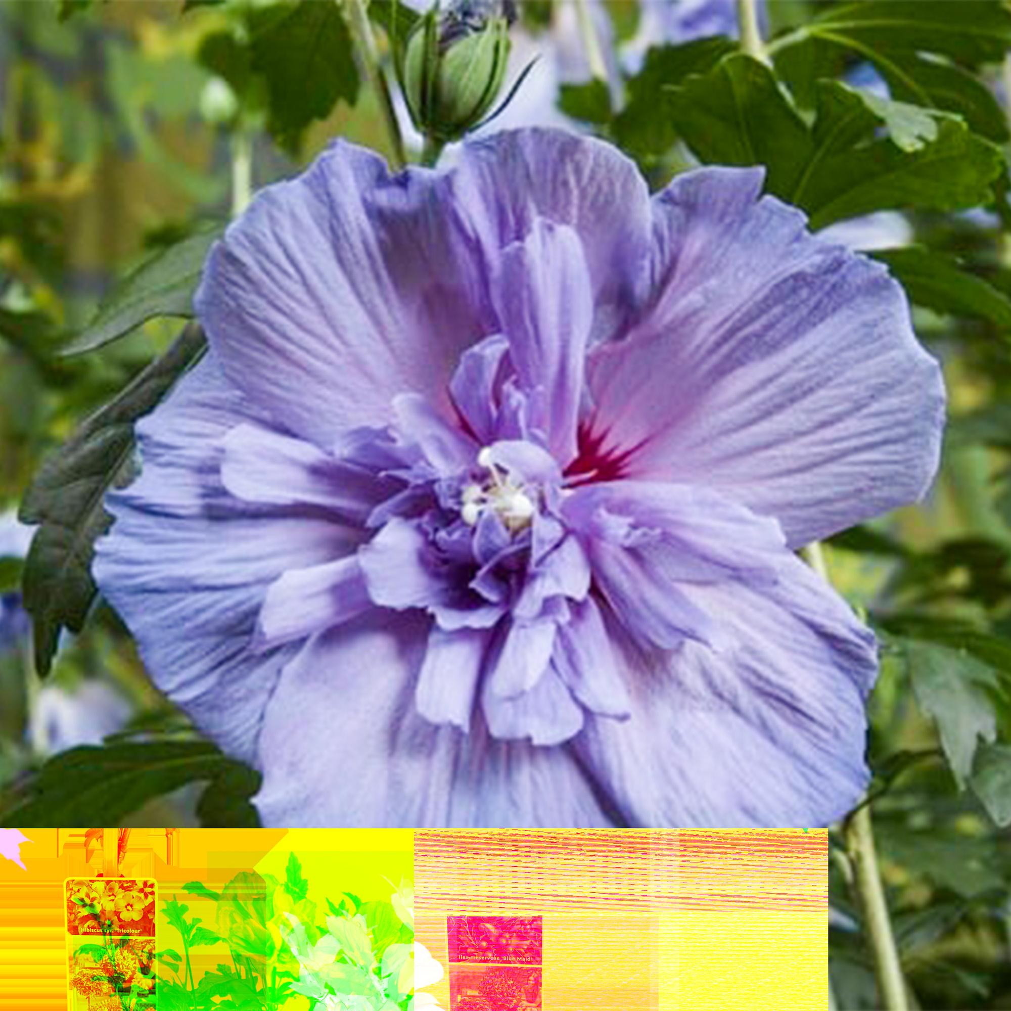 Hibiscus syriacus Blue Chiffon® - Plant op stam - Terras Plant - Bladverliezend - Weinig Onderhoud - Pot 19cm Hoogte 90cm