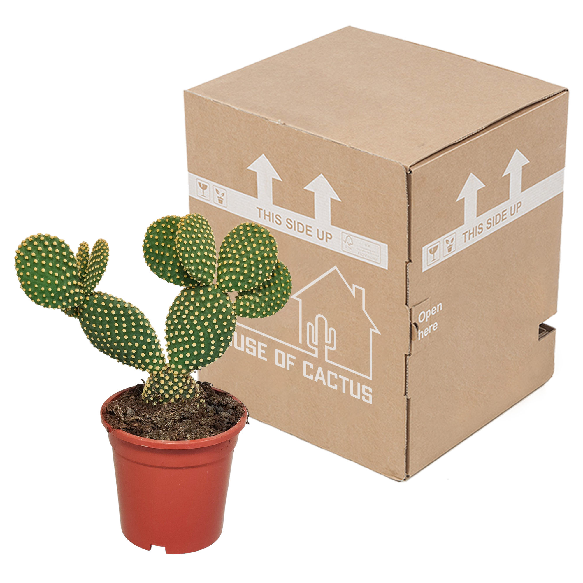 Opuntia microdasys - 17cm - without pot