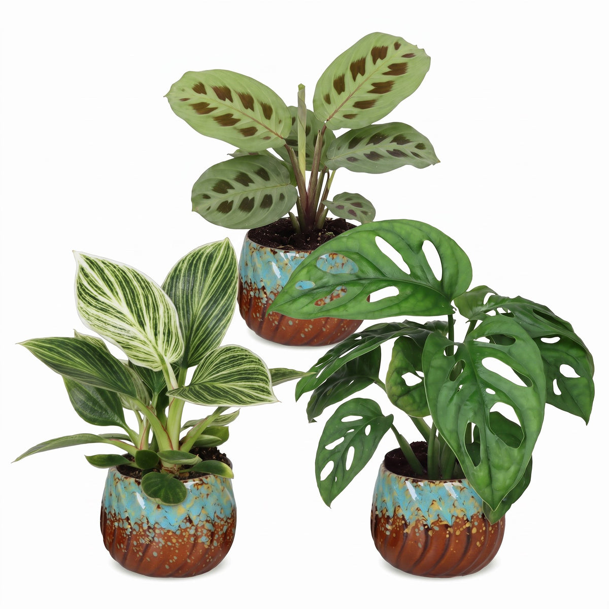 Baby Plants Surprise Box 3x - Verrassingsbox kleine planten - Diversen - Tropisch - incl. Copper Reef - Ø6cm - ↕5-15cm
