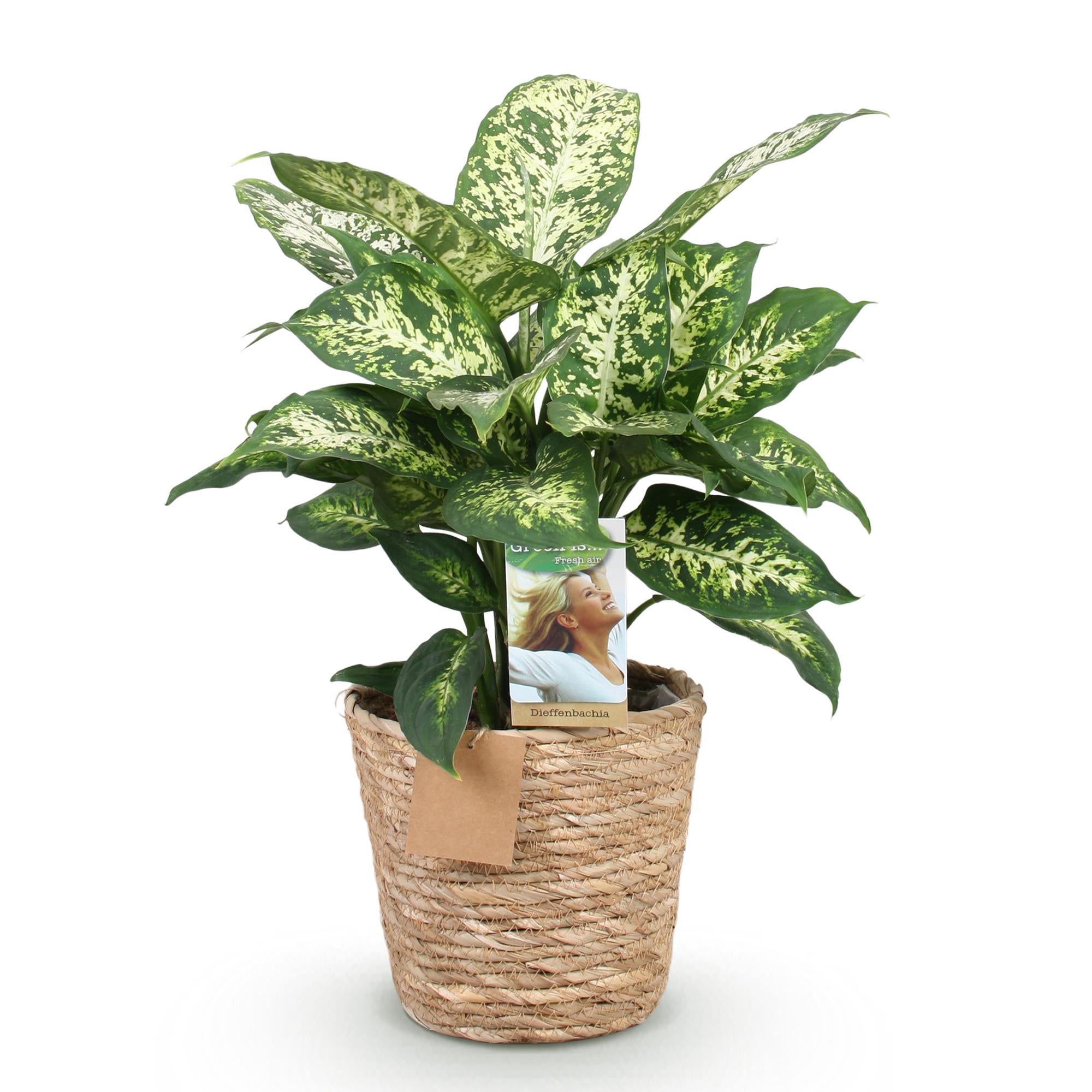 Diefenbachia Compacta - Weinig onderhoud - met mand - Groen - 1 Plant - Pot 17cm - Hoogte 45-50cm
