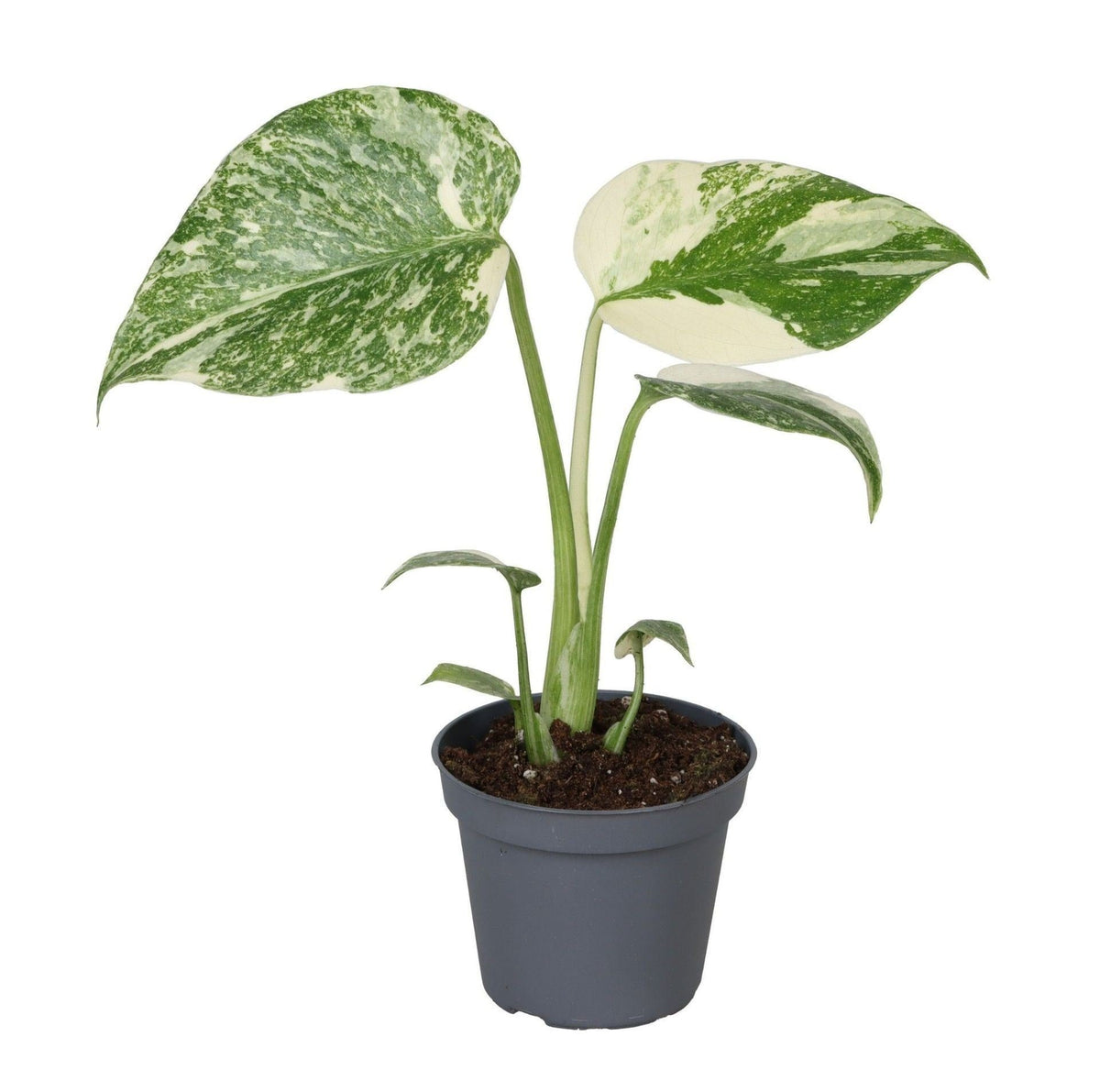 Monstera Creme Brulee - Groen - Creme - Tropisch - Ø6cm - ↕14cm
