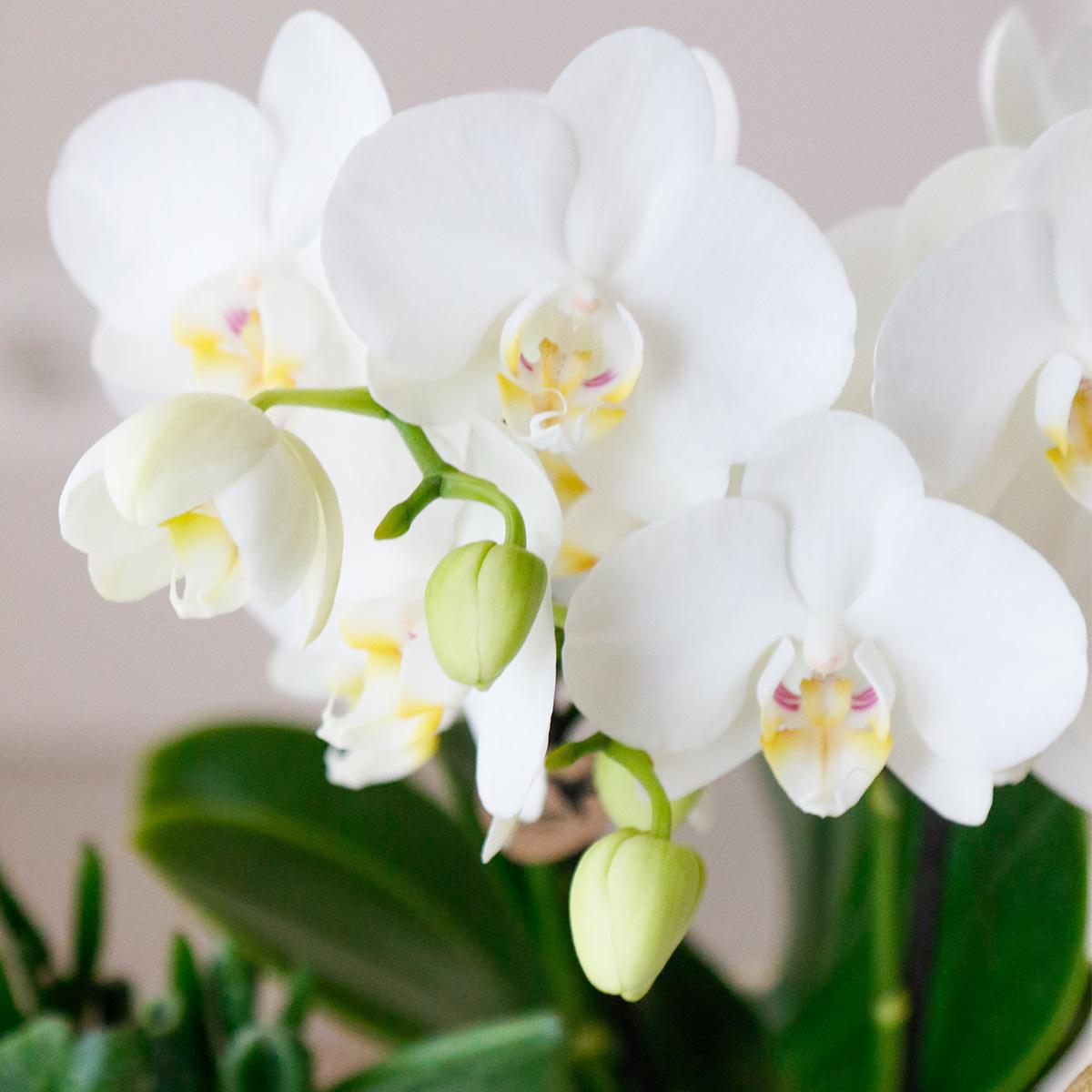 Orchidées Kolibri | Lot de 4 orchidées Phalaenopsis blanches - Amabilis - pot de 9 cm de diamètre | plante d'intérieur fleurie - fraîchement cueillies