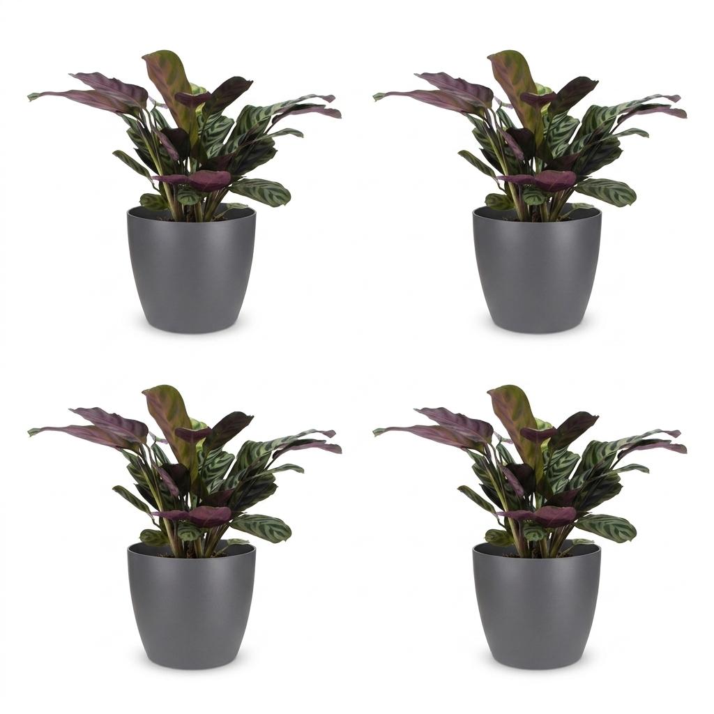 Ctenanthe Burle Marxii - Visgraatplant - 4x - met Potter Grijs - Pot 12cm - Hoogte - 30cm