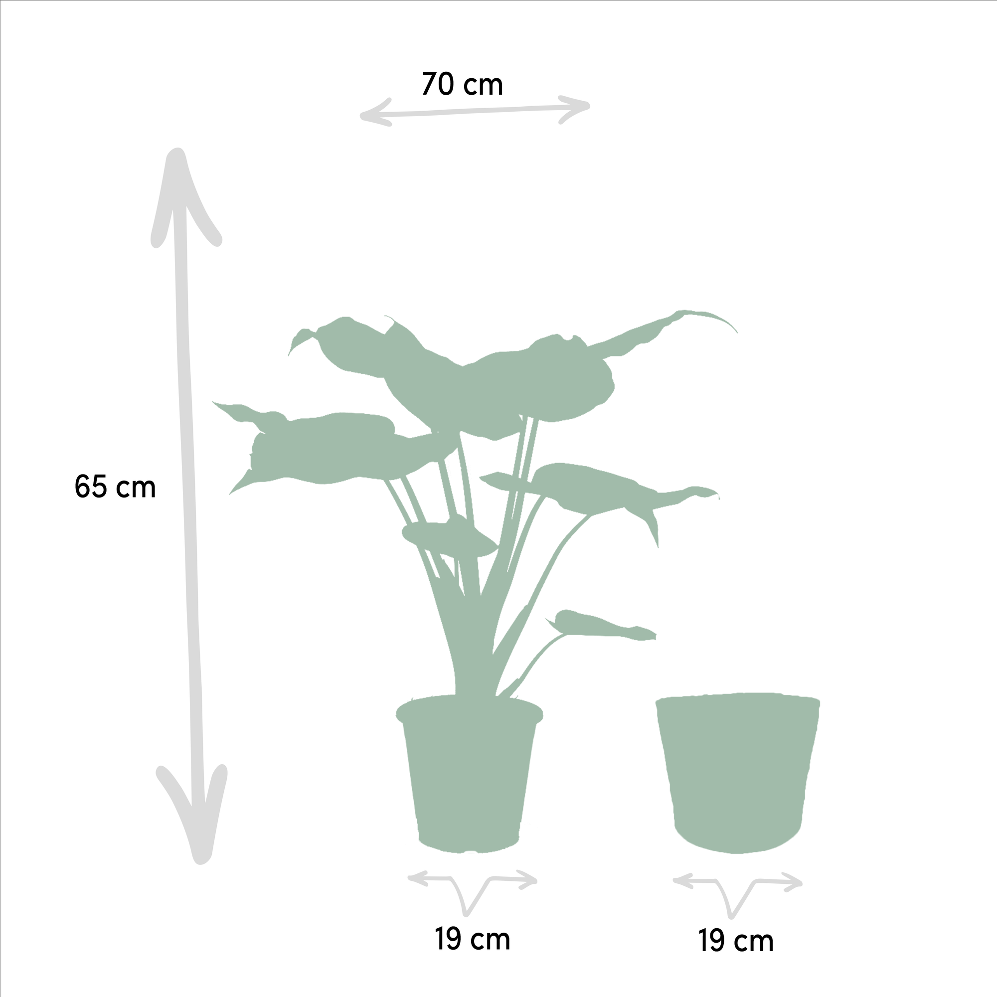 Alocasia Cucullata - Ø19cm - ↕60cm + Alocasia Lauterbachiana - Ø19cm - ↕75cm + Cesta Igmar