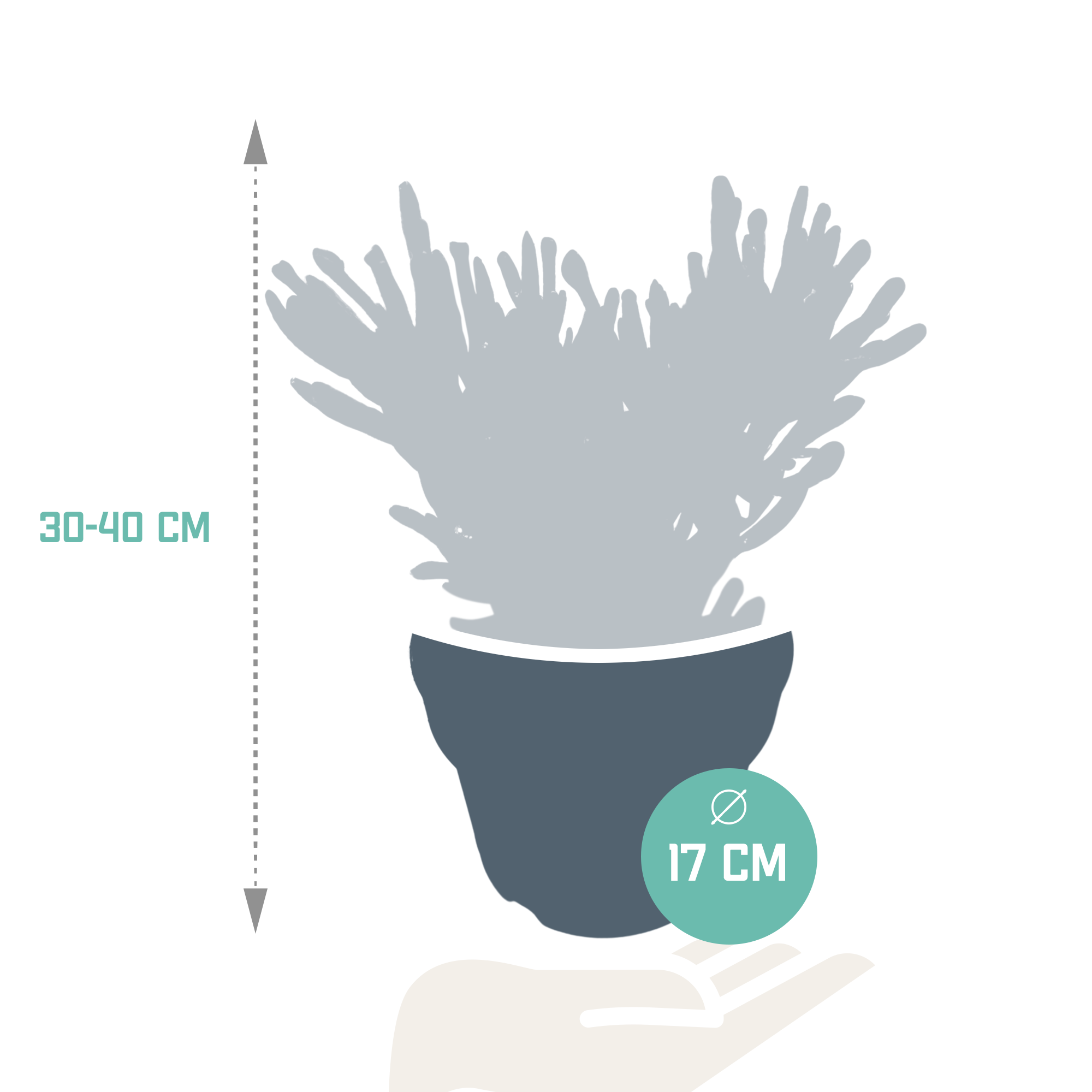 Crassula gollum 17cm