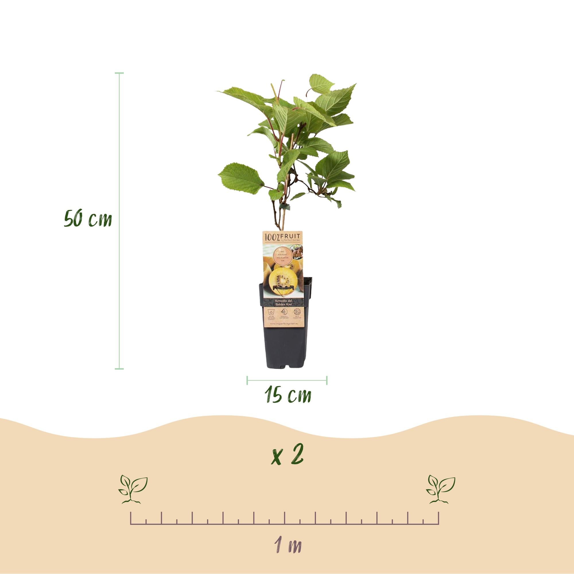 Actinidia Weiki & Golden Kiwi - Kiwiplant - 1 Mannelijke - 1 Vrouwelijke - Planten - Geel - Pot 15cm - Hoogte 50cm