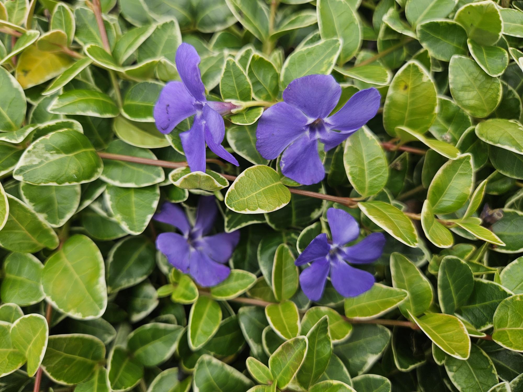 6x Vinca minor 'Ralph Shugert' - ↕10-25cm - Ø9cm