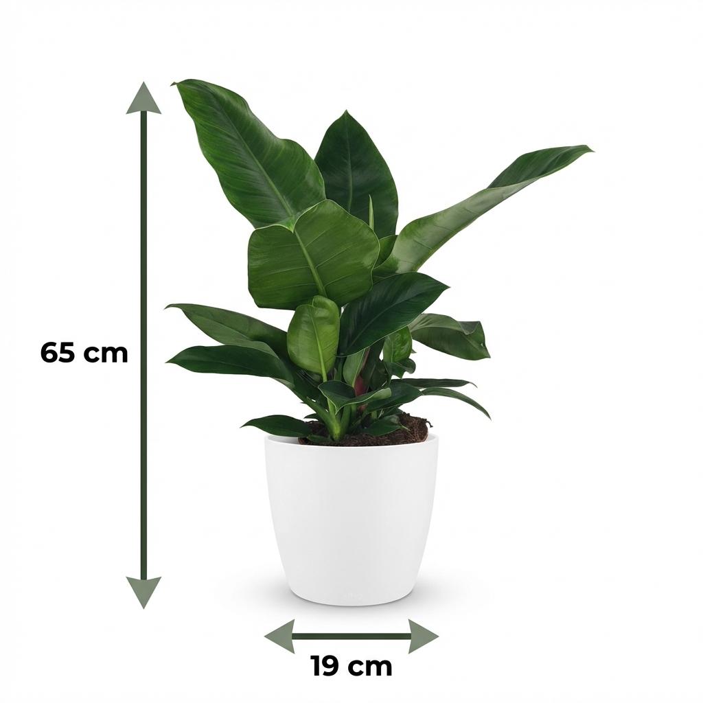 Philodendron Imperial Green - Groen - Weinig onderhoud - 1 Plant - met Potter Wit - Pot 19cm - Hoogte 65cm