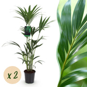 Howea Forsteriana - Kentia Palm - Weinig Onderhoud - Groen - 2 planten - Pot 21cm - Hoogte 120-130cm