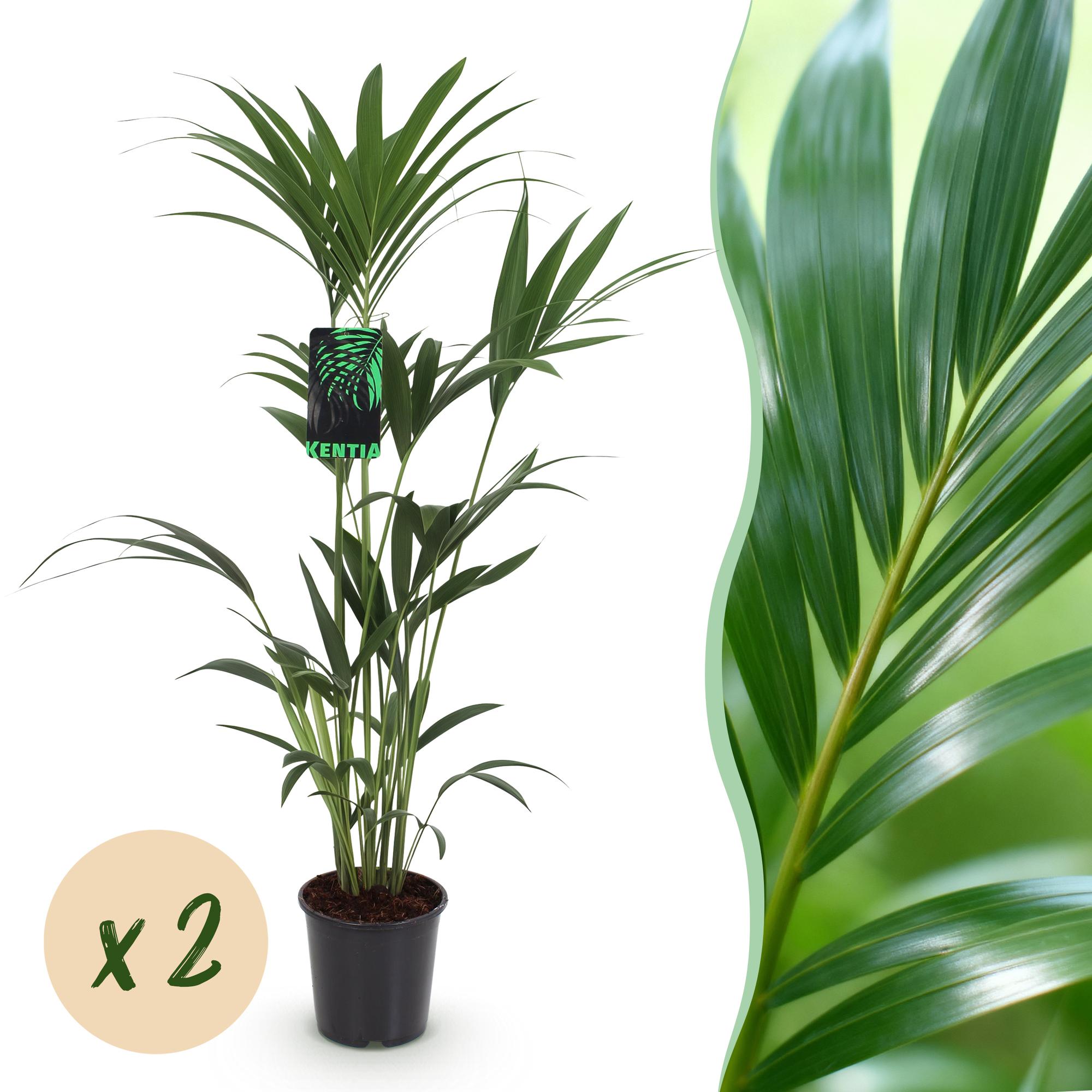 Howea Forsteriana - Kentia Palm - Weinig Onderhoud - Groen - 2 planten - Pot 21cm - Hoogte 120-130cm