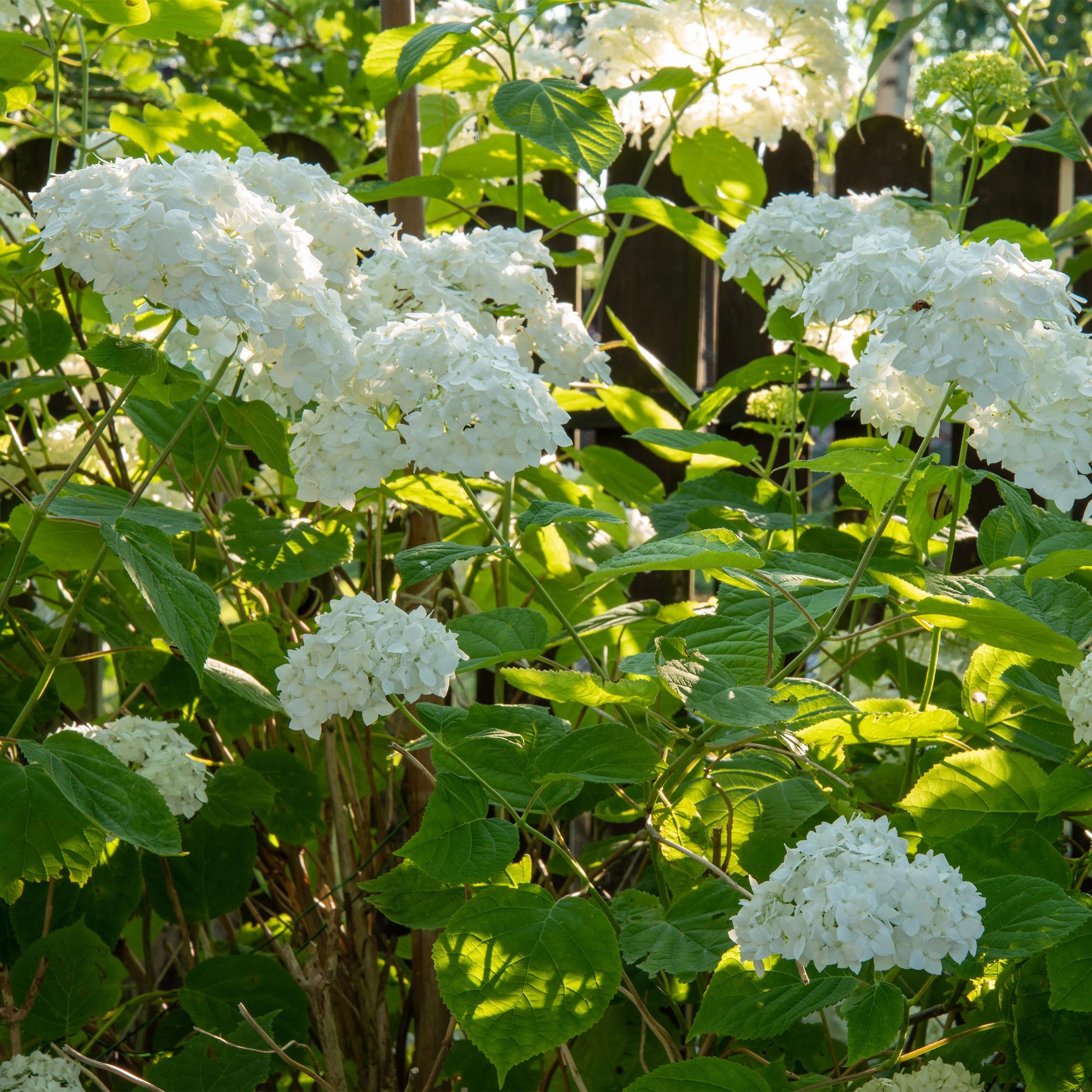 Hydrangea arborescens Annabelle - Hortensia - Winterhard - Wit - 1 Plant - Pot 12cm - Hoogte Hoogte 20-30cm