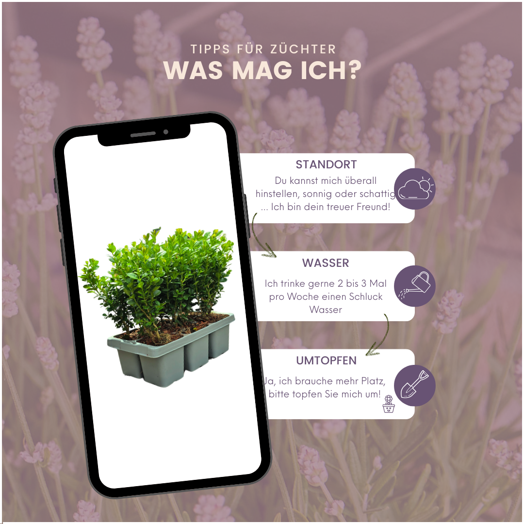 2 x 6er-Pack Buxus NewGen Freedom – Winterharte, immergrüne Sträucher 12 x Ø7 cm - ↕15 cm | Kompakter Buchsbaum