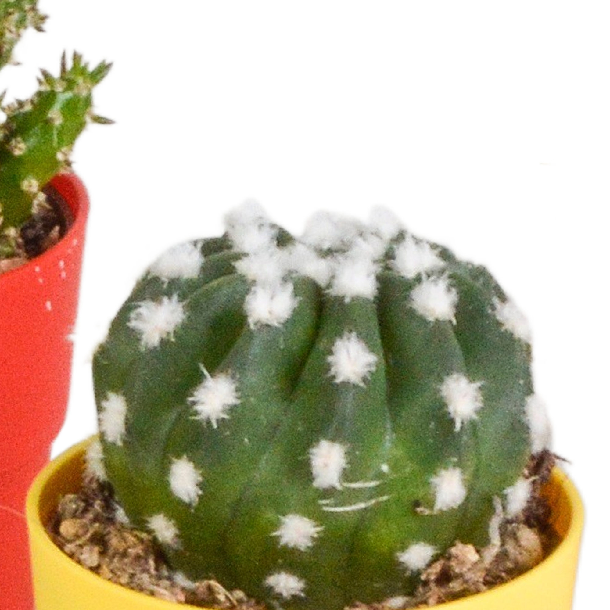 Cactus mix 5.5 cm - 5x - in gekleurde plasticpot
