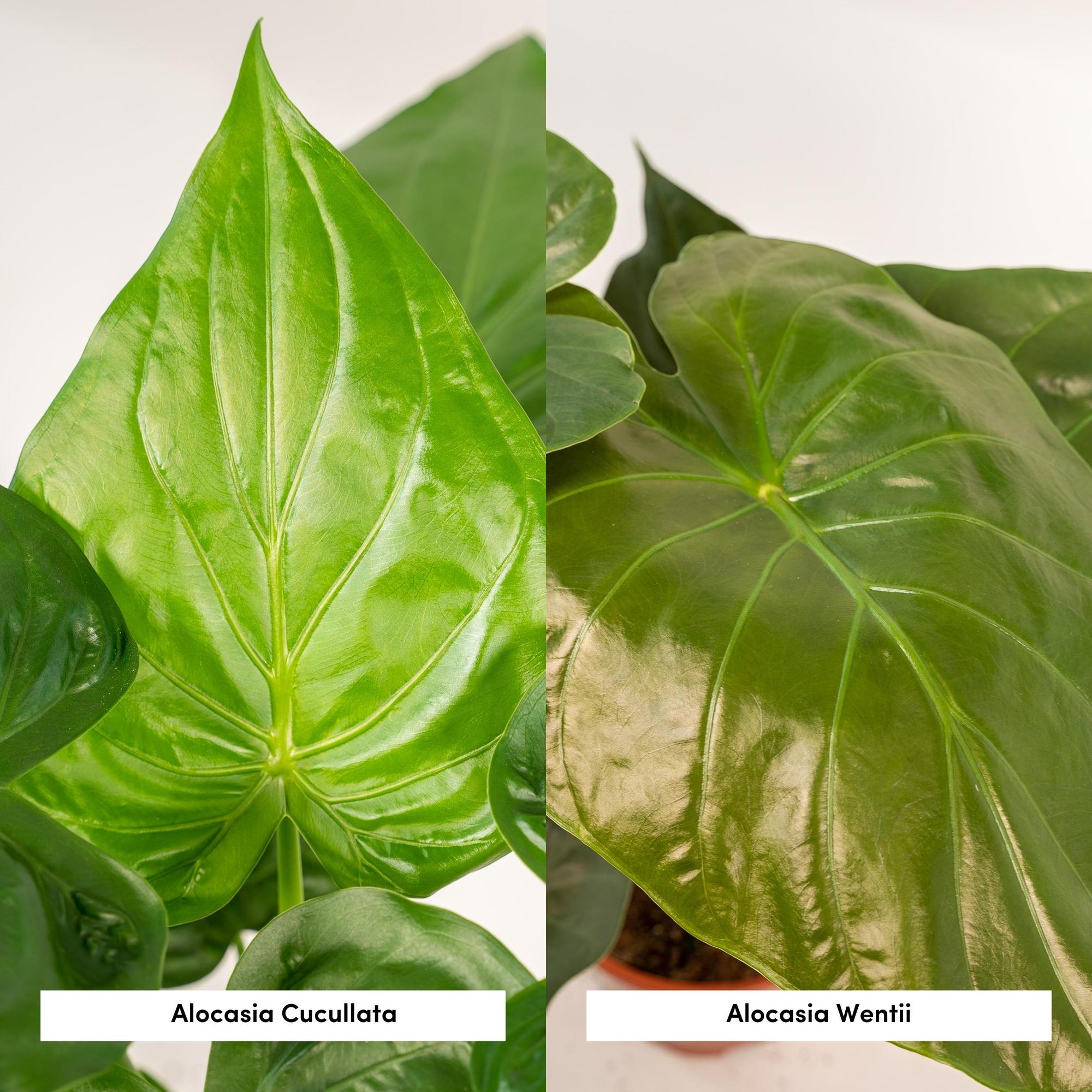 Alocasia Cucullata - Ø19cm - ↕60cm + Alocasia Wentii - Ø19cm - ↕60cm + Basket Igmar