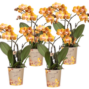 Kolibri Orchids | OFERTA COMBINADA de 4 orquídeas Phalaenopsis - Las Vegas - maceta de 12 cm de diámetro | planta de interior con flor - recién cultivada