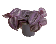 Tradescantia Purple Joy - Paars - Roze - Tropisch - Ø6cm - ↕5cm