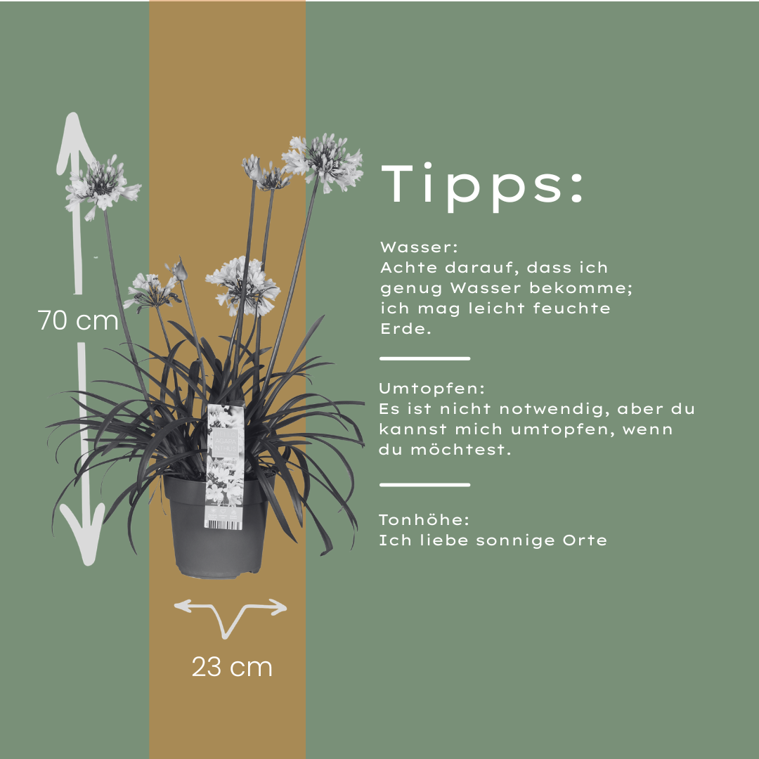 Agapanthus 'Everwhite'  23cm