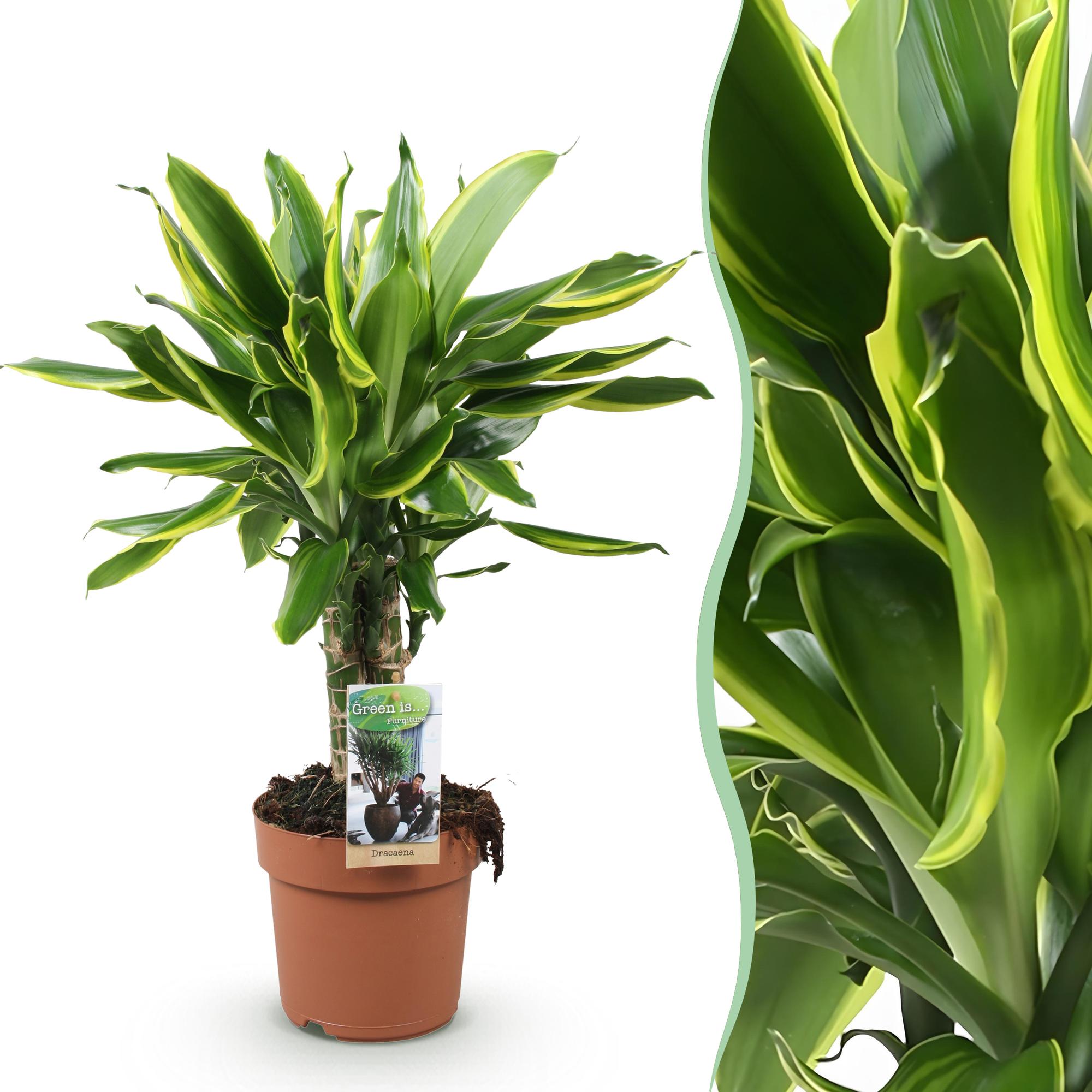 Dracaena fragrans Golden Coast - Drakenbloedboom - Weinig onderhoud - Groen - 1 Plant - Pot 17cm - Hoogte 50-55cm