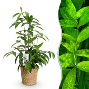 Dracaena surculosa - Drakenbloedboom - Weinig onderhoud - met mand - Groen - 1 Plant - Pot 17cm - Hoogte 60-70cm