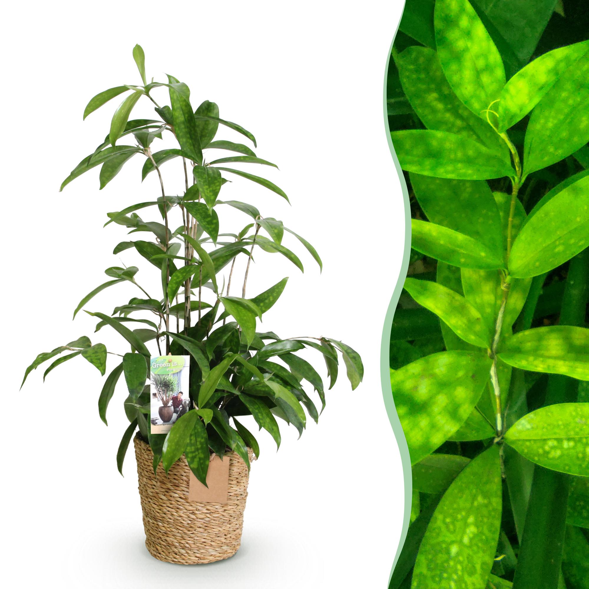 Dracaena surculosa - Drakenbloedboom - Weinig onderhoud - met mand - Groen - 1 Plant - Pot 17cm - Hoogte 60-70cm