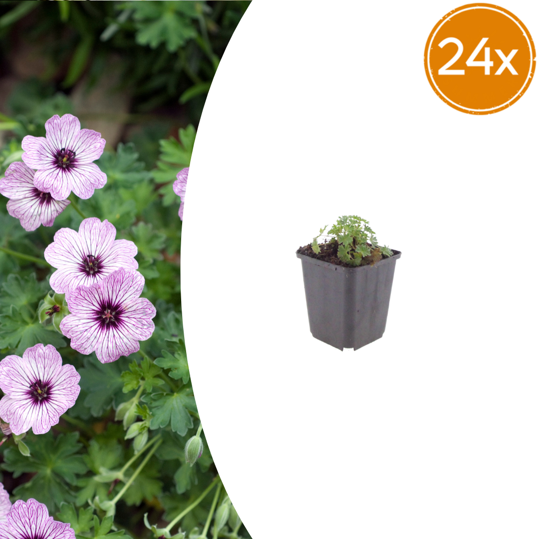24x Geranium cin. 'Ballerina' - ↕10-25cm - Ø9cm