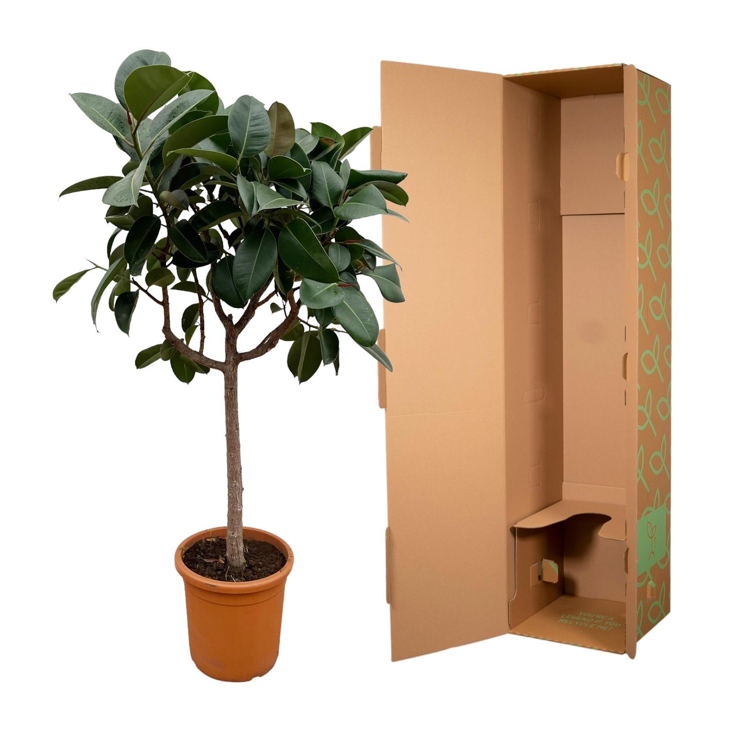 Ficus Elastica Robusta op stam - 190 cm - ø35
