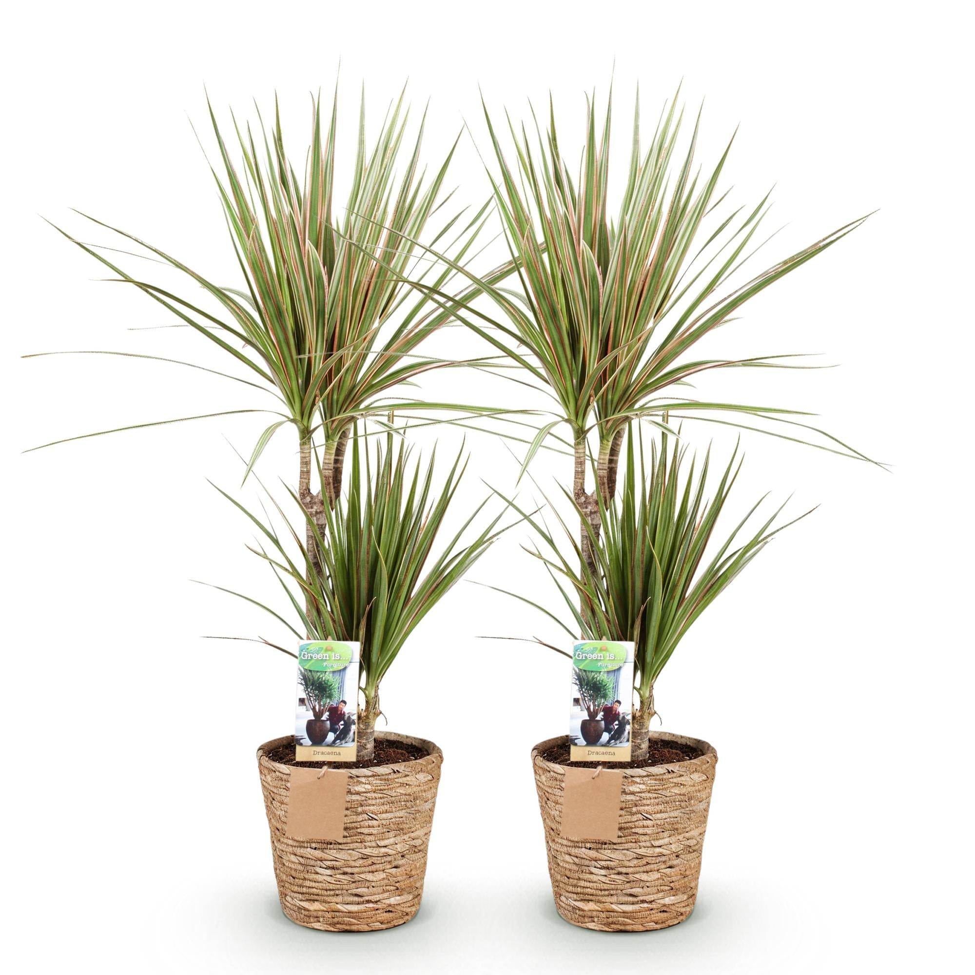 Dracaena Sunray - Drakenbloedboom - Weinig onderhoud - met mand - Groen - 2 Planten - Pot 17cm - Hoogte 70-75cm