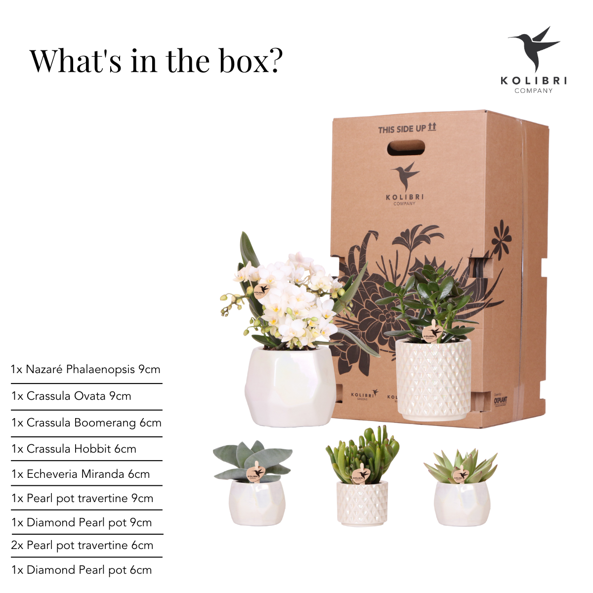 Kolibri Company | Set  planten + sierpotten voor tafelaankleding diner - potmaat Ø9cm & Ø6cm | bloeiende kamerplanten - vers van de kweker