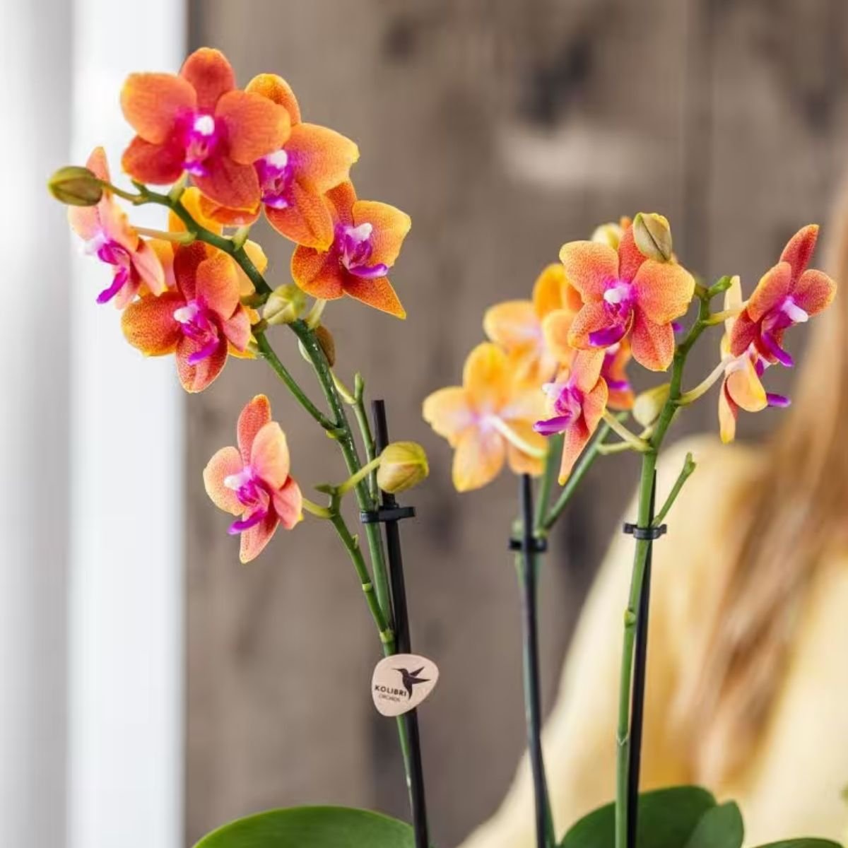 Kolibri Orchids | Combi Deal - 2 Oranje Geurende Phalaenopsis Orchideeën Fragrance Bolgheri - Ø9 cm