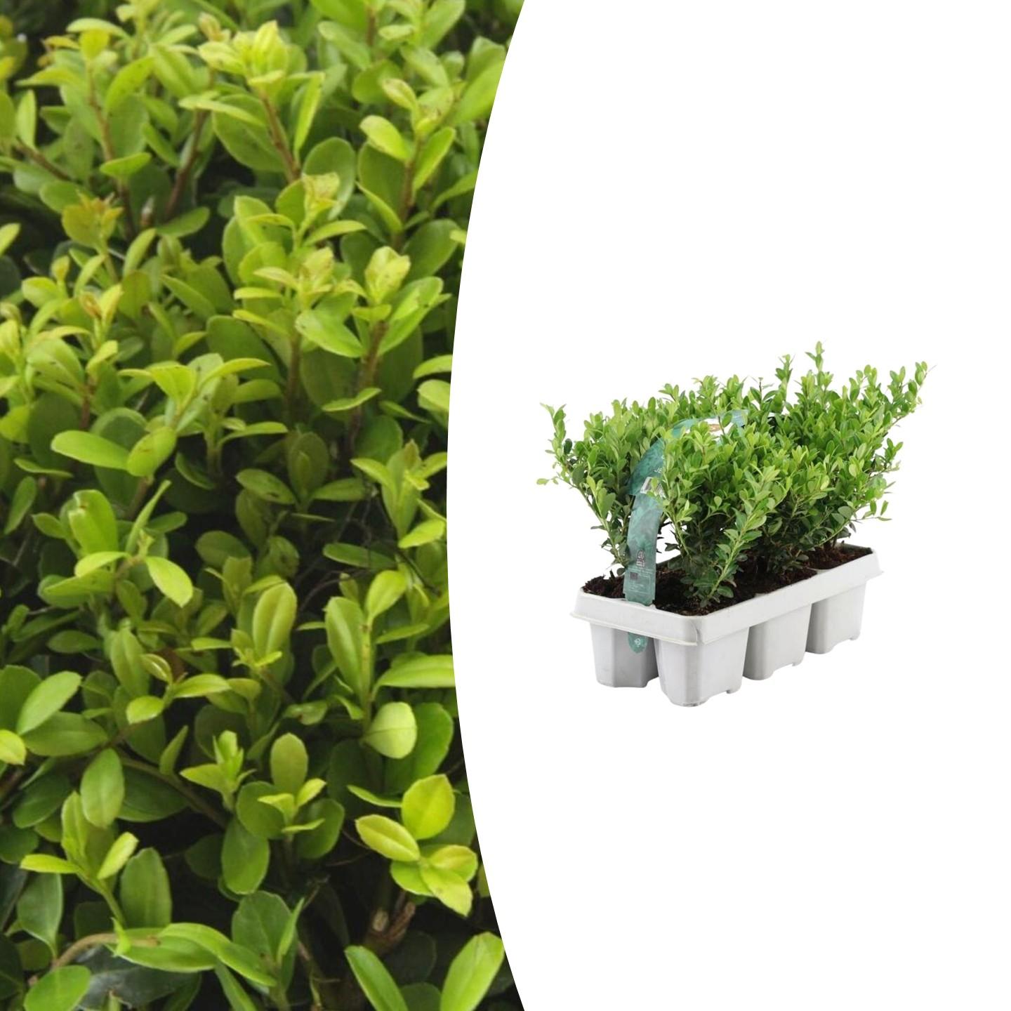 1 confezione da 6 Ilex crenata 'Jenny' - 6 x Ø7 cm - ↕15 cm
