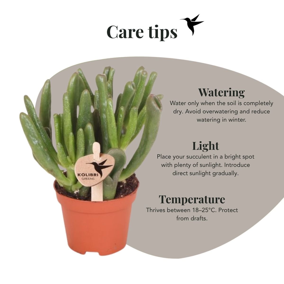 Kolibri Greens | Vetplant Crassula Hobbit - Ø6cm