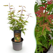 Acer palmatum Phoenix - Roze - 1 Plant - Bladverliezend - Weinig Onderhoud - Pot 12cm Hoogte 35cm