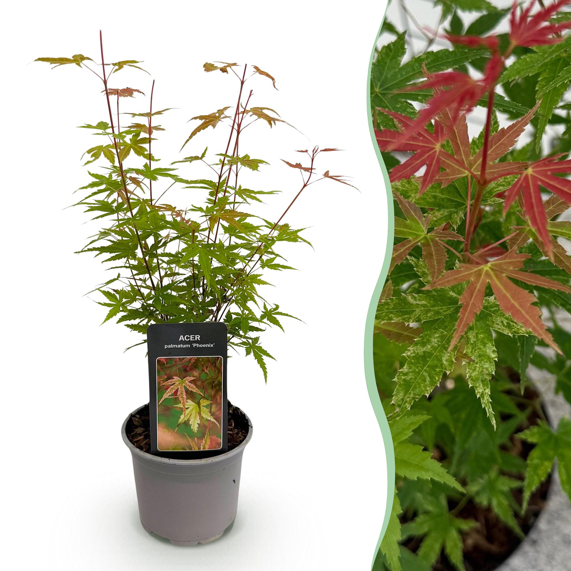 Acer palmatum Phoenix - Roze - 1 Plant - Bladverliezend - Weinig Onderhoud - Pot 12cm Hoogte 35cm