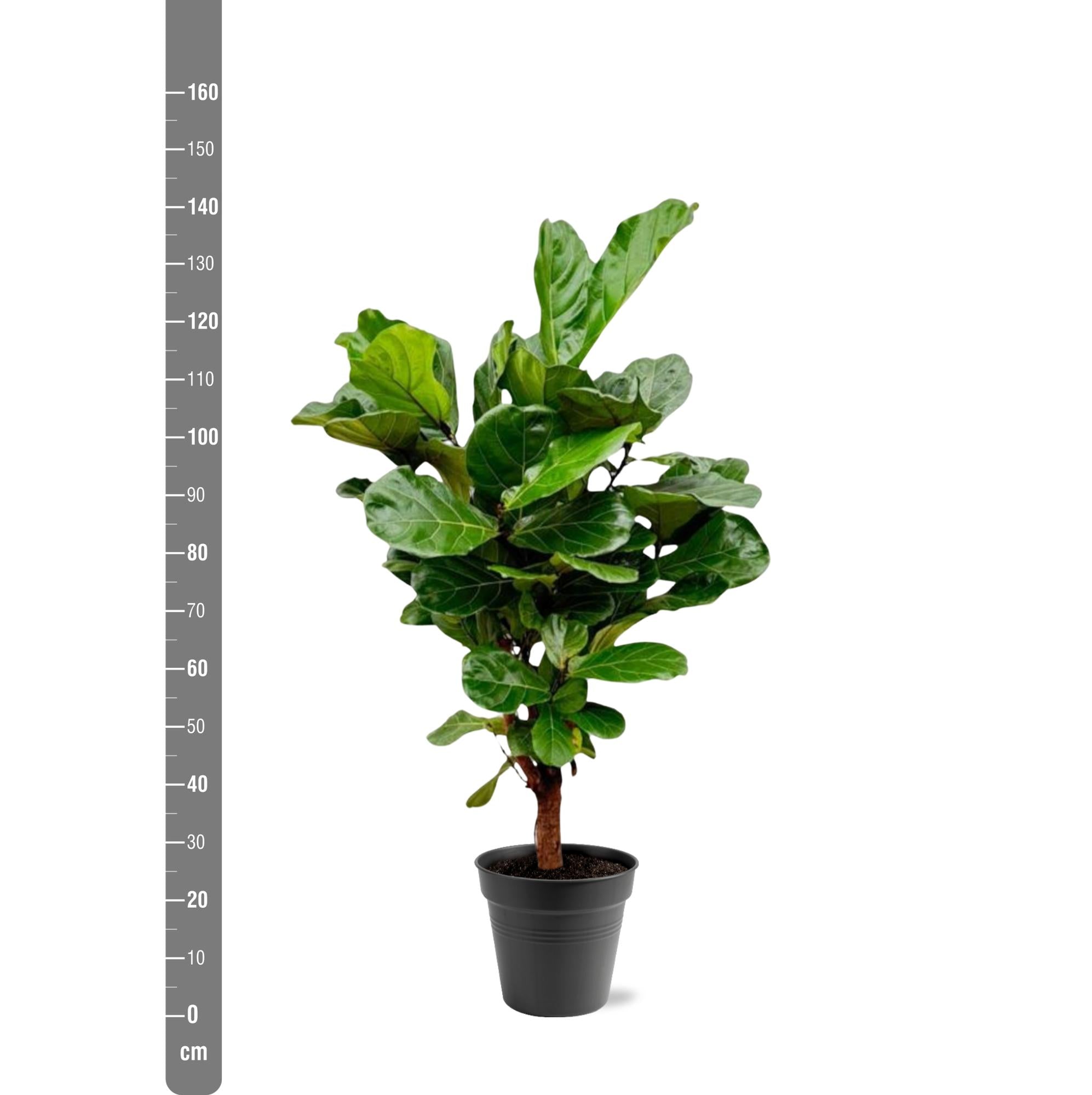 Ficus Lyrata vertakt - 130cm - ø 27cm